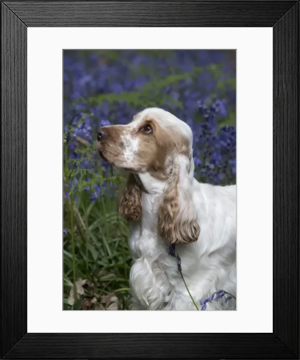 Framed Print : Picture No. 11807375 Framed Print : Picture No. 11807375