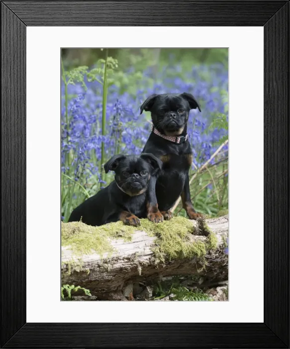 Framed Print : Picture No. 11807373 Framed Print : Picture No. 11807373