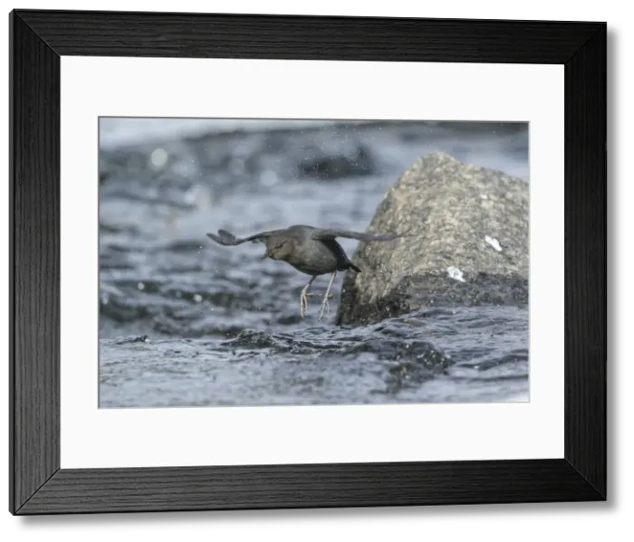 Framed Print : Picture No. 11807376 Framed Print : Picture No. 11807376
