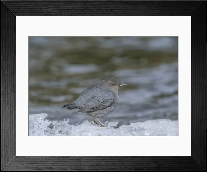 Framed Print : Picture No. 11807377 Framed Print : Picture No. 11807377