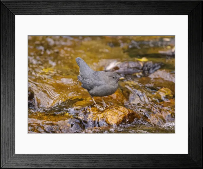 Framed Print : Picture No. 11807378