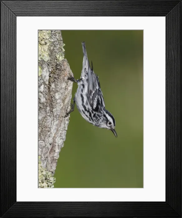 Framed Print : Picture No. 11807379 Framed Print : Picture No. 11807379