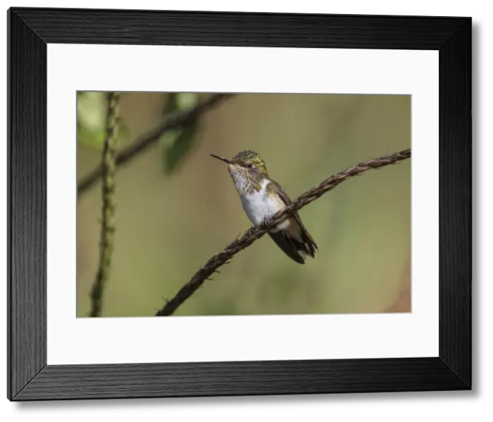 Framed Print : Picture No. 11807381 Framed Print : Picture No. 11807381