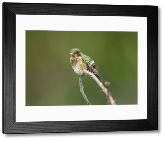Framed Print : Picture No. 11807380 Framed Print : Picture No. 11807380