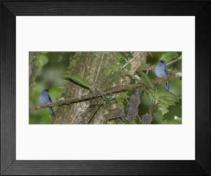 Framed Print : Picture No. 11807382 Framed Print : Picture No. 11807382