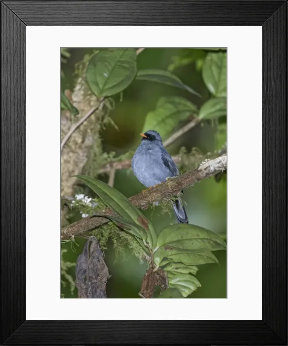 Framed Print : Picture No. 11807383 Framed Print : Picture No. 11807383