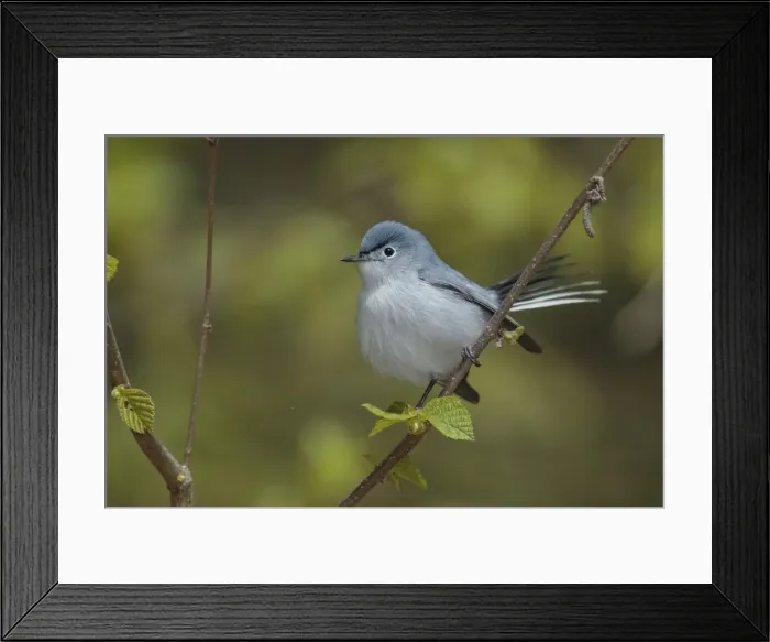 Framed Print : Picture No. 11807384 Framed Print : Picture No. 11807384