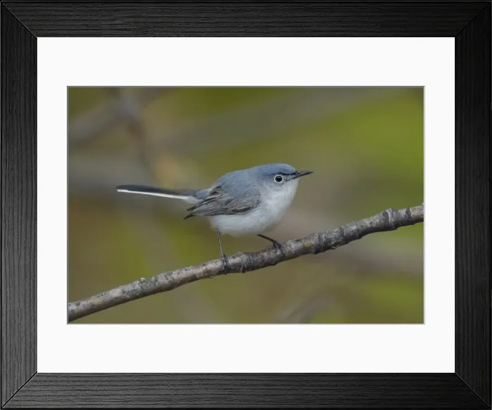 Framed Print : Picture No. 11807385 Framed Print : Picture No. 11807385