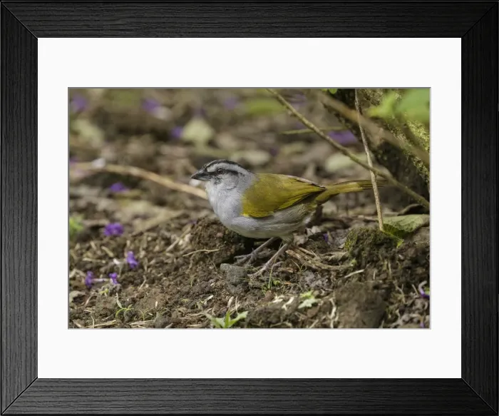 Framed Print : Picture No. 11807387 Framed Print : Picture No. 11807387
