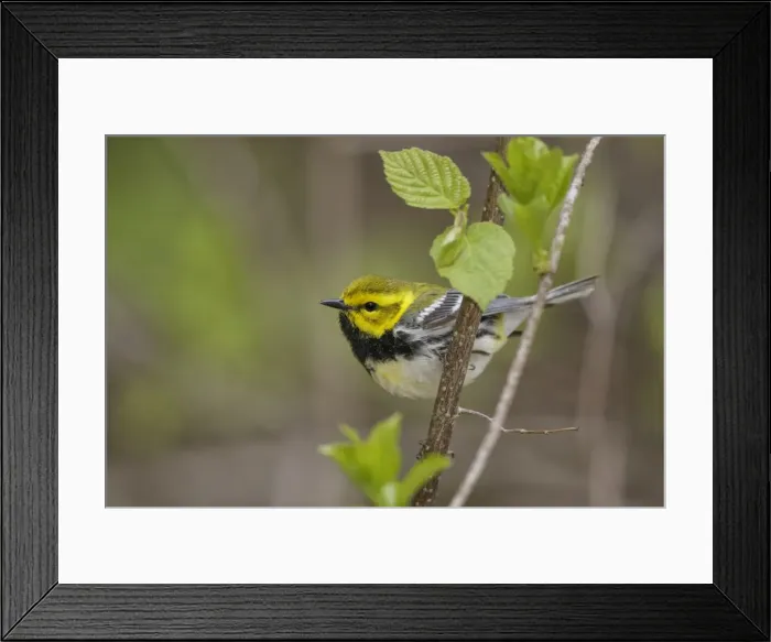 Framed Print : Picture No. 11807388 Framed Print : Picture No. 11807388