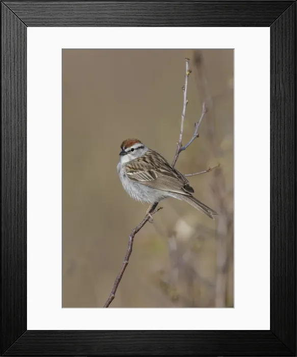 Framed Print : Picture No. 11807390 Framed Print : Picture No. 11807390