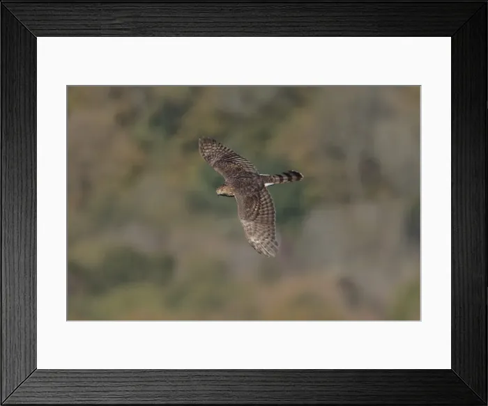 Framed Print : Picture No. 11807391 Framed Print : Picture No. 11807391