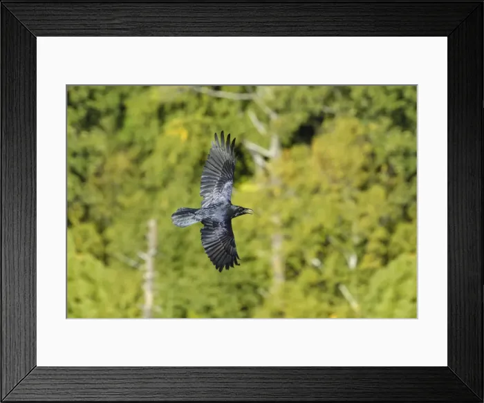 Framed Print : Picture No. 11807392 Framed Print : Picture No. 11807392