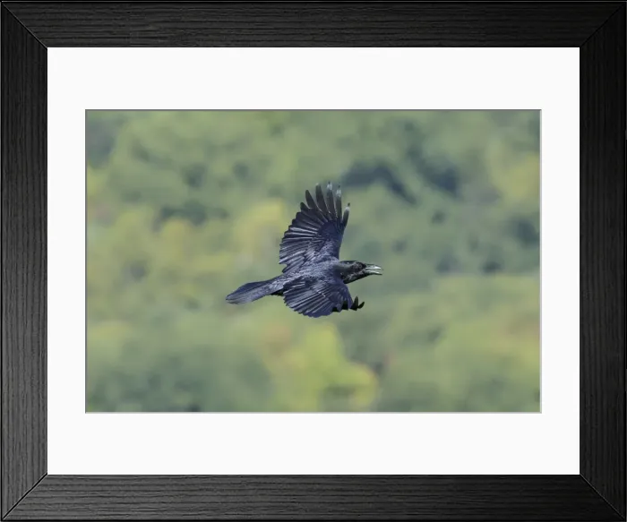 Framed Print : Picture No. 11807393 Framed Print : Picture No. 11807393