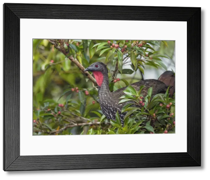 Framed Print : Picture No. 11807394 Framed Print : Picture No. 11807394
