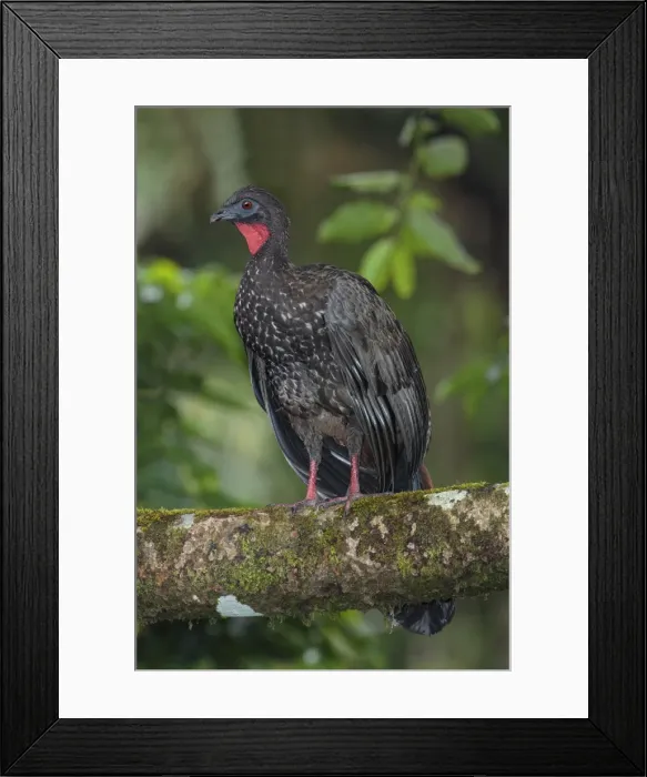 Framed Print : Picture No. 11807395 Framed Print : Picture No. 11807395