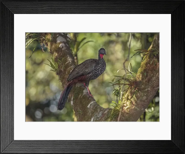 Framed Print : Picture No. 11807396 Framed Print : Picture No. 11807396