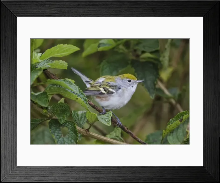 Framed Print : Picture No. 11807397 Framed Print : Picture No. 11807397