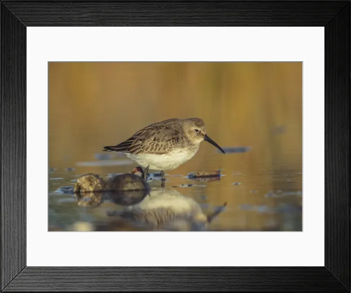 Framed Print : Picture No. 11807398 Framed Print : Picture No. 11807398
