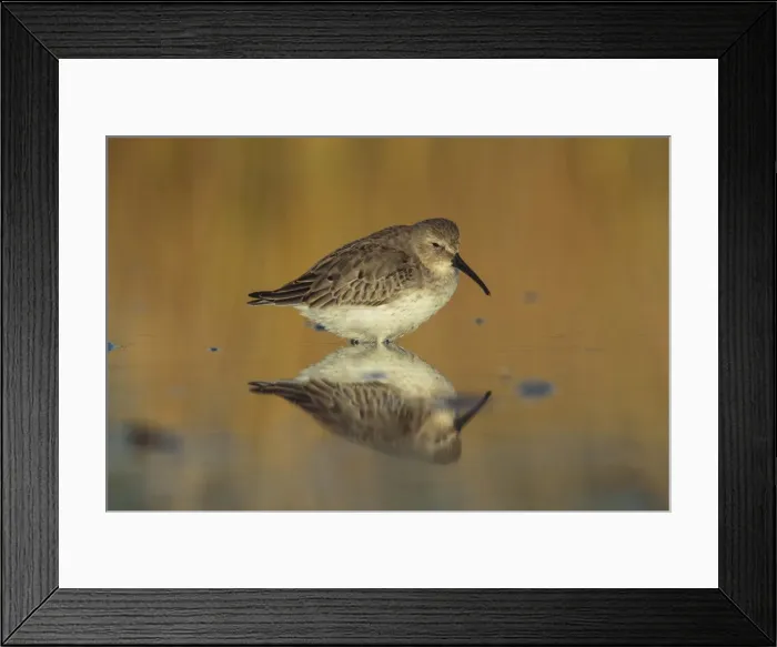 Framed Print : Picture No. 11807399 Framed Print : Picture No. 11807399