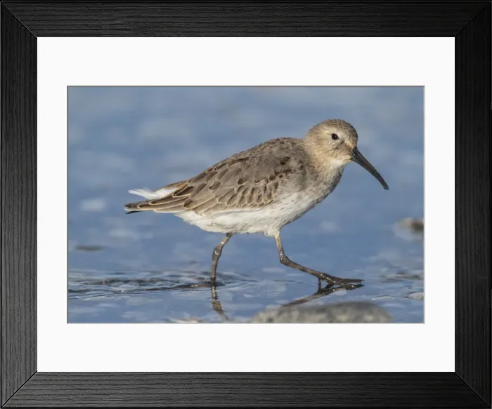 Framed Print : Picture No. 11807400 Framed Print : Picture No. 11807400