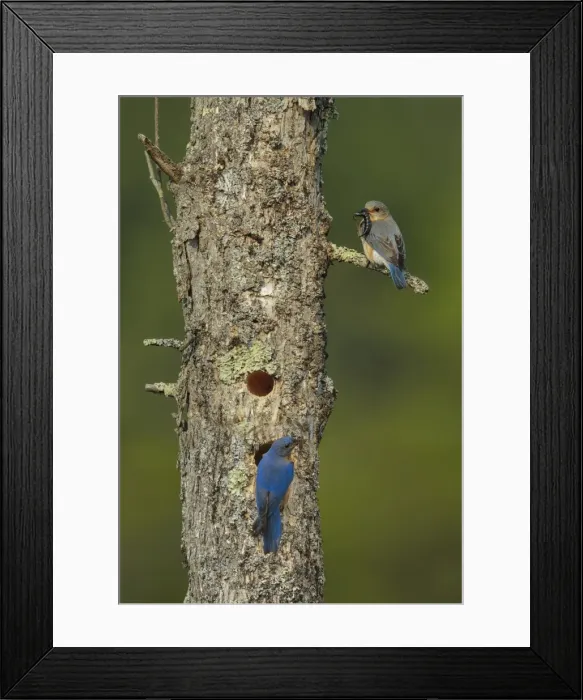Framed Print : Picture No. 11807401 Framed Print : Picture No. 11807401