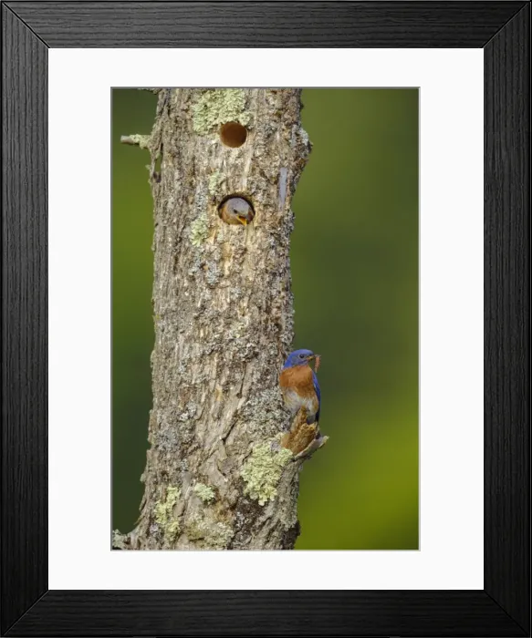 Framed Print : Picture No. 11807402 Framed Print : Picture No. 11807402