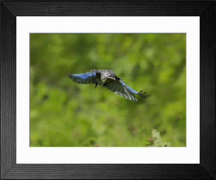Framed Print : Picture No. 11807404 Framed Print : Picture No. 11807404