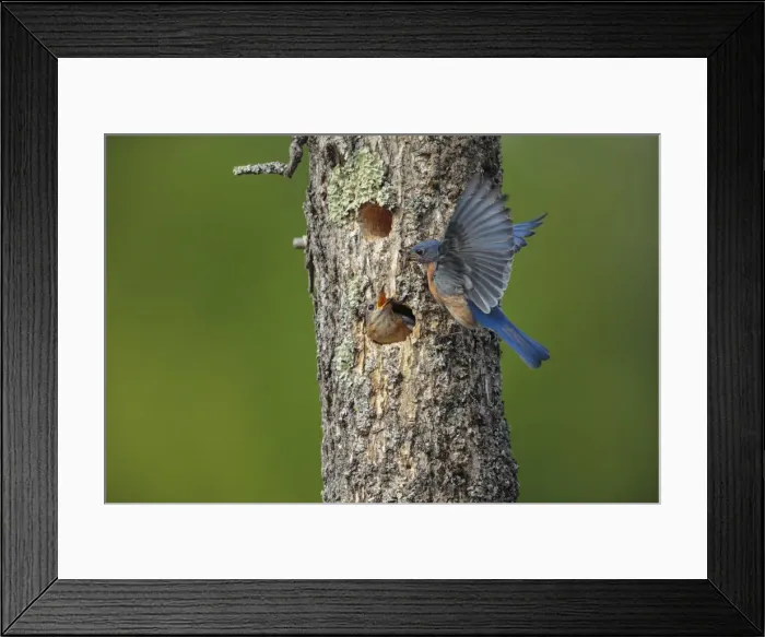 Framed Print : Picture No. 11807403 Framed Print : Picture No. 11807403