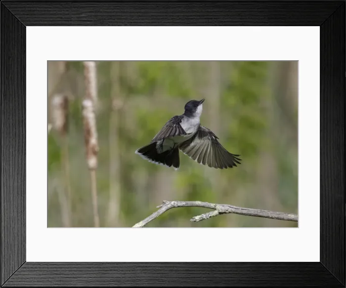 Framed Print : Picture No. 11807406 Framed Print : Picture No. 11807406