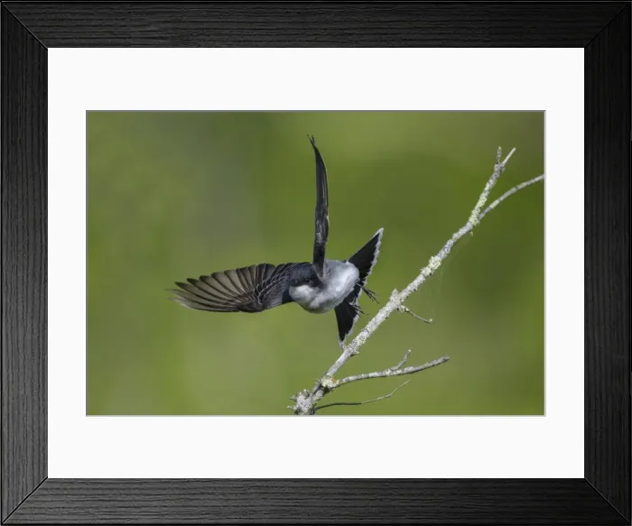 Framed Print : Picture No. 11807407 Framed Print : Picture No. 11807407