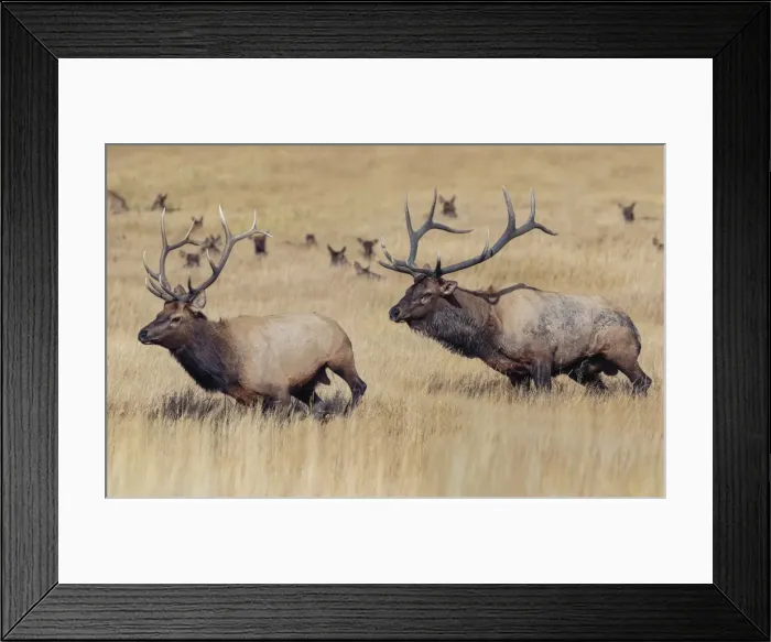 Framed Print : Picture No. 11807408 Framed Print : Picture No. 11807408