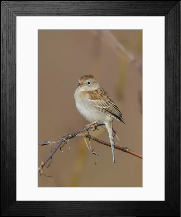 Framed Print : Picture No. 11807410 Framed Print : Picture No. 11807410