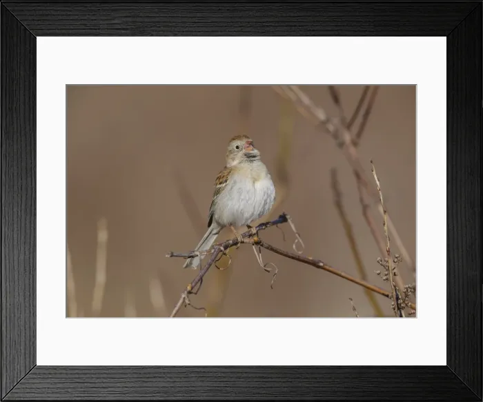 Framed Print : Picture No. 11807411 Framed Print : Picture No. 11807411