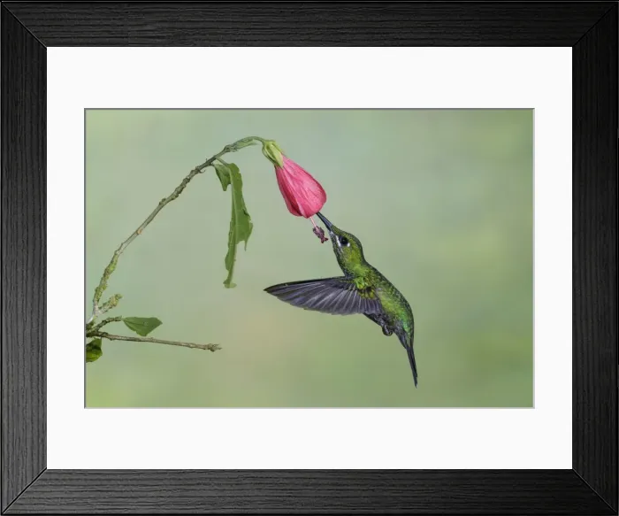 Framed Print : Picture No. 11807412 Framed Print : Picture No. 11807412