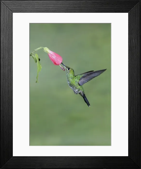 Framed Print : Picture No. 11807413 Framed Print : Picture No. 11807413