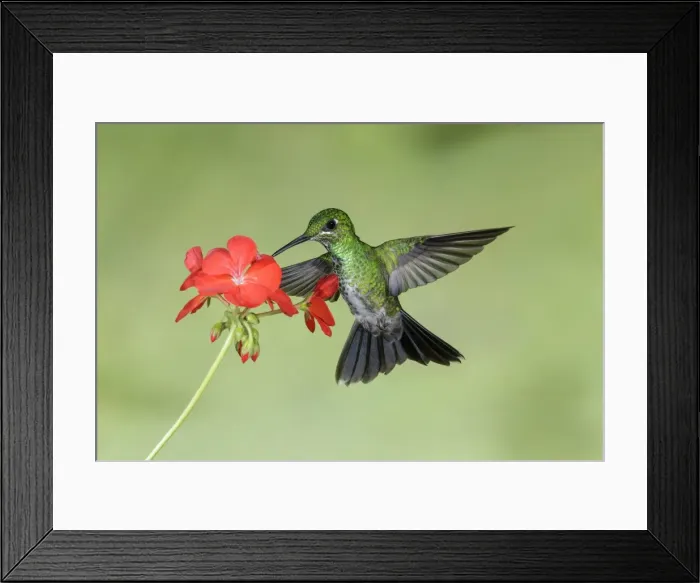 Framed Print : Picture No. 11807414 Framed Print : Picture No. 11807414
