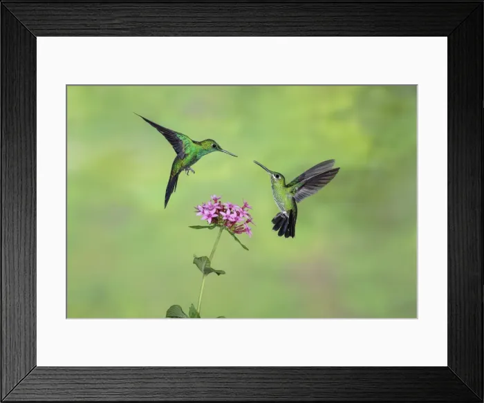 Framed Print : Picture No. 11807415 Framed Print : Picture No. 11807415