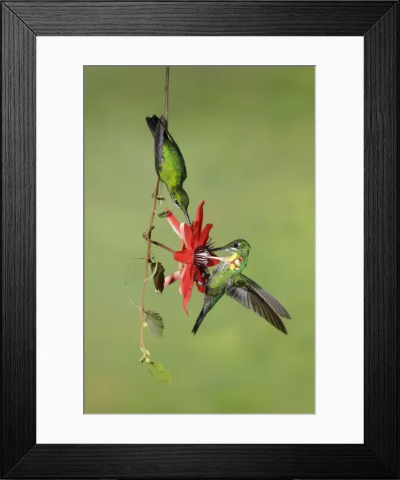 Framed Print : Picture No. 11807417 Framed Print : Picture No. 11807417