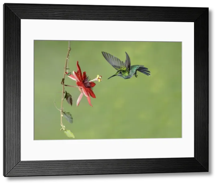 Framed Print : Picture No. 11807416 Framed Print : Picture No. 11807416