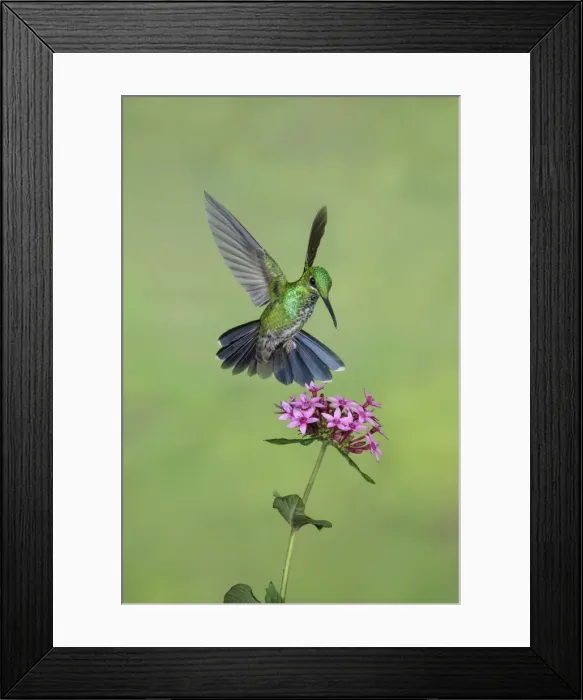 Framed Print : Picture No. 11807418 Framed Print : Picture No. 11807418