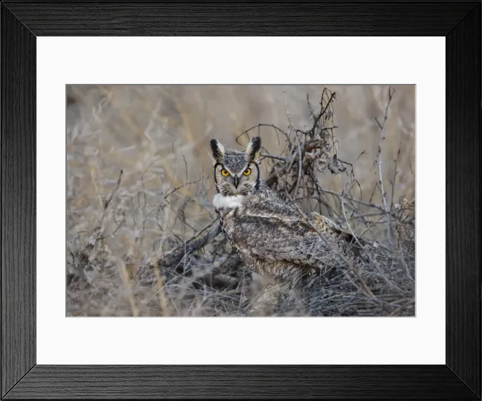 Framed Print : Picture No. 11807420 Framed Print : Picture No. 11807420
