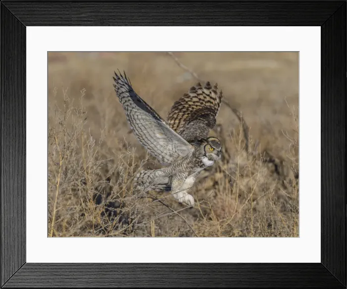 Framed Print : Picture No. 11807421 Framed Print : Picture No. 11807421