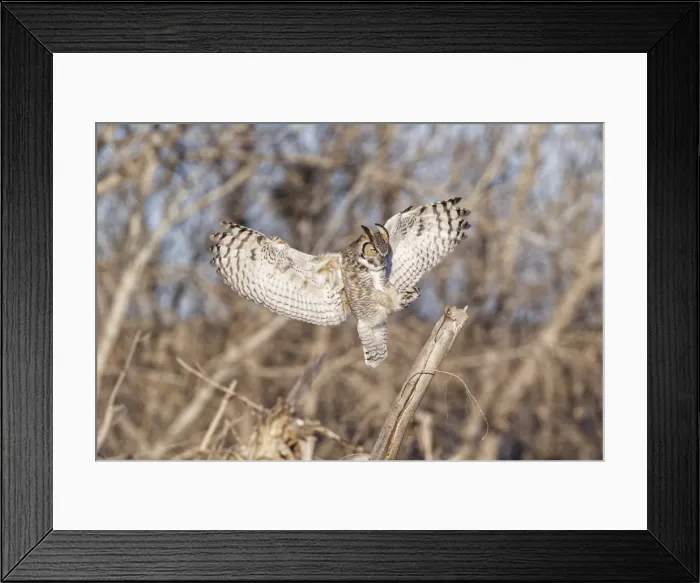 Framed Print : Picture No. 11807422 Framed Print : Picture No. 11807422