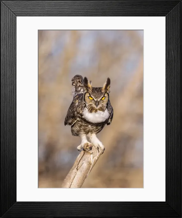 Framed Print : Picture No. 11807423 Framed Print : Picture No. 11807423