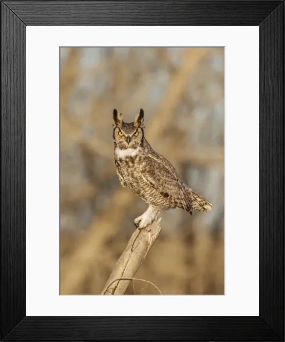 Framed Print : Picture No. 11807425 Framed Print : Picture No. 11807425