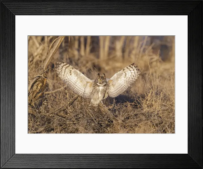 Framed Print : Picture No. 11807426 Framed Print : Picture No. 11807426