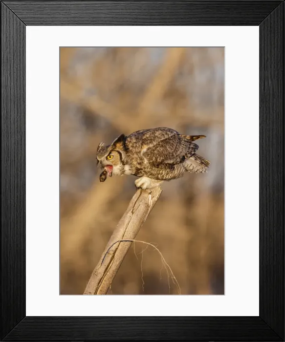 Framed Print : Picture No. 11807427 Framed Print : Picture No. 11807427