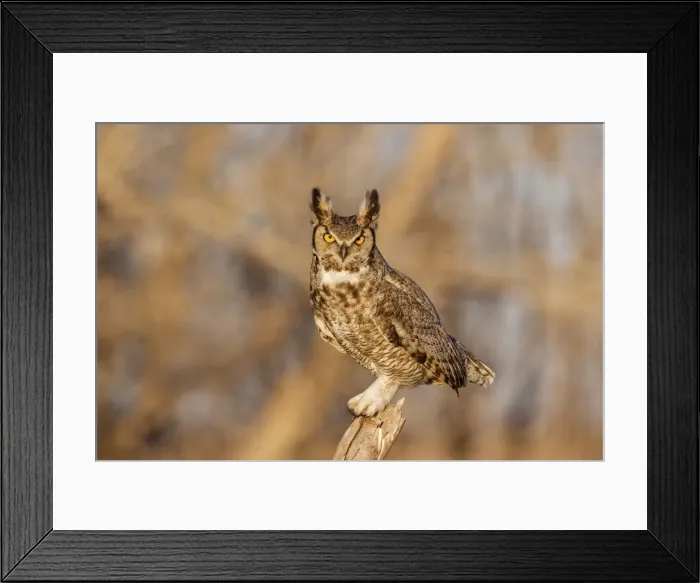 Framed Print : Picture No. 11807429 Framed Print : Picture No. 11807429