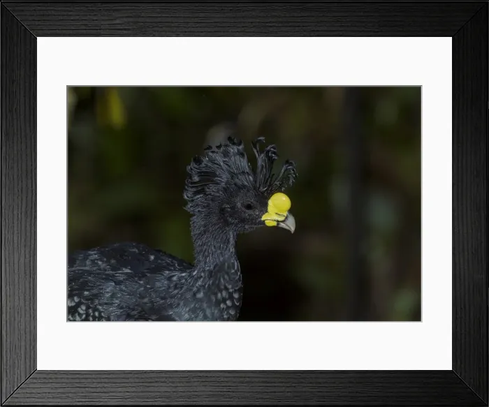 Framed Print : Picture No. 11807431 Framed Print : Picture No. 11807431